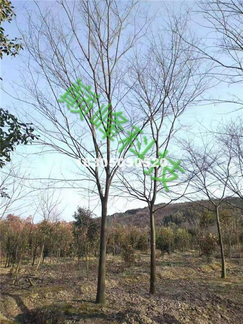 12公分櫸樹 浙江劉星苗木