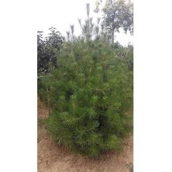 白皮松樹苗 泰山綠化苗木 白皮松