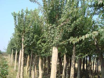 大量供應(yīng) 烏桕樹 落葉喬木土壤的適應(yīng)性較強(qiáng)工程綠化苗木批發(fā)