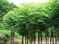 花木商情圖片瀏覽