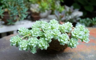 45種常見花卉養(yǎng)殖注意事項(xiàng)