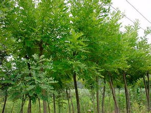 國槐樹 絲綿木 求購國槐樹 求購絲綿木