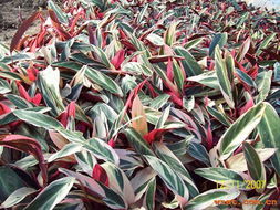 中山市綠藝園花木場 廣東省中山市橫欄三沙花木基地內(nèi) 各種袋裝苗木 多種陰生苗木 各種綠化樹 各種袋裝球形產(chǎn)品,承接大小綠化工程 產(chǎn)品展廳