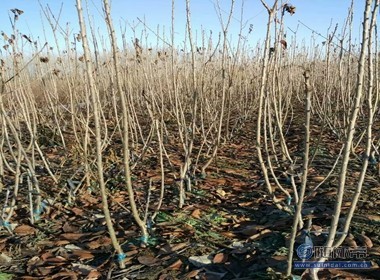 【冬天可以栽植櫻桃苗嘛光澤度好紅手球櫻桃苗廠家價(jià)格】泰安高新區(qū)旺運(yùn)苗木中心