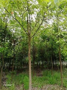 恭喜潛江市兄弟苗木生產(chǎn)專業(yè)合作社入駐苗木通平臺(tái) 專注精品苗木