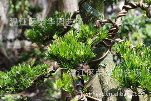 大量供應產(chǎn)地直銷綠化苗木一級優(yōu)質(zhì)精品樁頭指導價 大量供應產(chǎn)地直銷綠化苗木一級優(yōu)質(zhì)精品樁頭廠商 大量供應產(chǎn)地直銷綠化苗木一級優(yōu)質(zhì)精品樁頭廠商 圖 盡在農(nóng)苗網(wǎng)