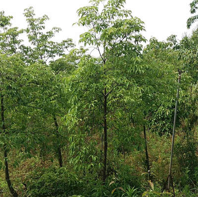 香港秀麗四照花苗木批發(fā) 一鍵獲取成交價(jià)