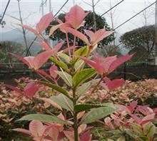 【南京新產(chǎn)品五彩桂花苗、鴻林苗木(圖)、五彩桂花圖片】?jī)r(jià)格,廠家,圖片,工程承包,常州鴻林苗木專業(yè)合作社chun銷(xiāo)售部-中國(guó)行業(yè)信息網(wǎng)