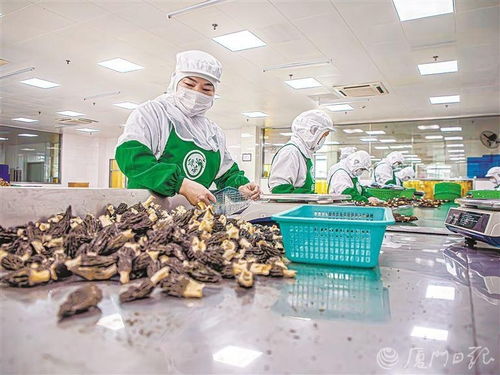 因地制宜發(fā)展城郊型高附加值特色農(nóng)業(yè) 解析廈門(mén)深入踐行大食物觀具體做法