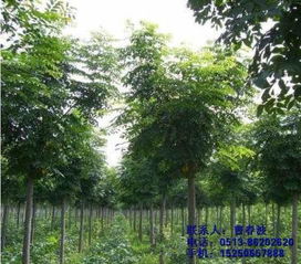 不限,價格,廠家,供應(yīng)商,花木,通州區(qū)五甲鎮(zhèn)綠軒苗木種植園 熱賣促銷 阿土伯網(wǎng)