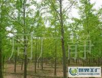 最低價銷售銀杏樹、嫁接銀杏樹、實(shí)生銀杏樹[供應(yīng)]_綠化苗木_世界工廠網(wǎng)中國產(chǎn)品信息庫