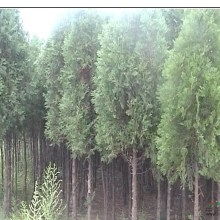 2019綠化苗木價(jià)格 報(bào)價(jià) 綠化苗木批發(fā) 園林網(wǎng)