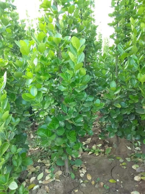 綠化苗木扶芳藤 古潤(rùn)園林 山西綠化苗木