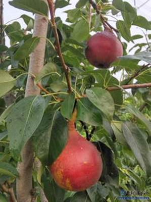 【梨苗爬秧咋管口碑廠家黃金梨苗大型基地】泰安高新區(qū)旺運(yùn)苗木中心 - 產(chǎn)品庫(kù)