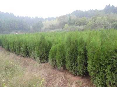 1-3公分優(yōu)質(zhì)柏樹苖圖片,1-3公分優(yōu)質(zhì)柏樹苖圖片大全,簡(jiǎn)陽市和映林果苗木專業(yè)合作社-