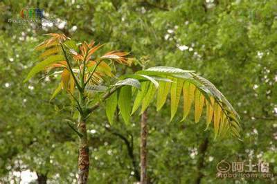 【香椿樹苗多0.7香椿苗批發(fā)廠家香椿苗有賣1公分香椿】泰安乾佑源苗木專業(yè)合作社 - 產(chǎn)品庫(kù)