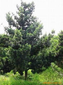 湖南苗木花木批發(fā)廠家價格 湖南苗木花木生產廠家