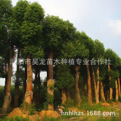 【湖南廠家供應香樟苗木常綠性香樟樹苗木量大從優(yōu)】瀏陽市昊龍苗木種植專業(yè)合作社 - 產品庫