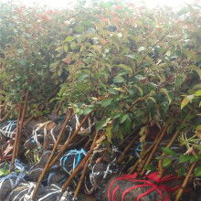 山東陽江大自然地板價格 山東陽江大自然地板公司 圖片 視頻