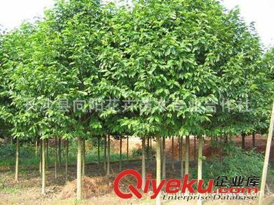 喬木-現(xiàn)貨批量供應(yīng)出售8-18公分優(yōu)質(zhì)樂昌含笑 求購樂昌含笑圖片|喬木-現(xiàn)貨批量供應(yīng)出售8-18公分優(yōu)質(zhì)樂昌含笑 求購樂昌含笑產(chǎn)品圖片由長沙縣向陽花卉苗木專業(yè)合作社公司生產(chǎn)提供-