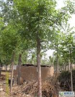 1公分白蠟,山東白蠟基地[供應(yīng)]_綠化苗木_世界工廠網(wǎng)中國產(chǎn)品信息庫