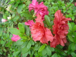 花卉世界網(wǎng) 浙江省金華市郊北余氏兄弟苗木場產(chǎn)品展示