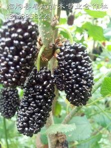 湖北果桑苗品種供應齊全 果桑種植技術包教廠家,湖北果桑苗品種供應齊全 果桑種植技術包教廠家生產廠家,湖北果桑苗品種供應齊全 果桑種植技術包教廠家價格