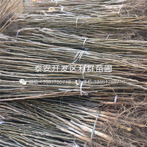 占地核桃苗 占地核桃苗報(bào)價(jià) 占地核桃苗價(jià)格