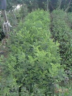 廠家直供七里香苗木盆栽花卉：九里香木香花苗，優(yōu)質(zhì)園林綠化工程苗木