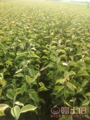 占地棗樹(shù)市場(chǎng)解析：2018年價(jià)格、產(chǎn)地與供應(yīng)商概覽