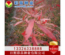 優化苗木產品庫策略，提升園林綠化行業競爭力