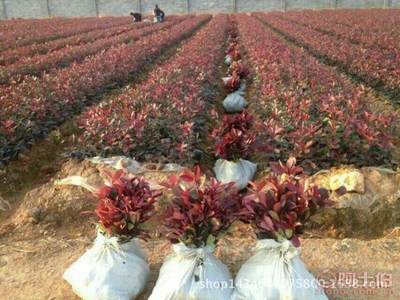 高品質(zhì)紅葉石楠苗木采購指南與園林綠化應(yīng)用