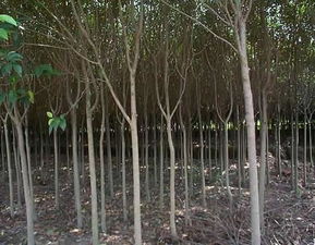 高桿女貞苗木圖片與南京市浦口區永賢苗圃場的專業種殖業務