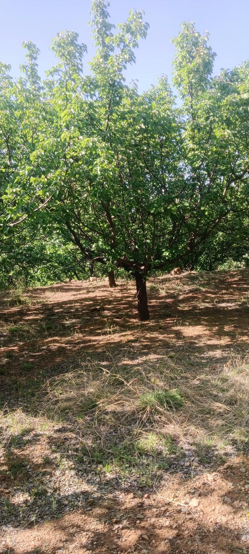 全網尋覓苗木有緣人，優質山杏樹大量現貨，規格齊全，共繪花卉種植新藍圖