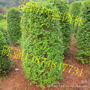 湖南風馳園林 精品小葉雨針柱形樹，綠化苗木的專業供應商